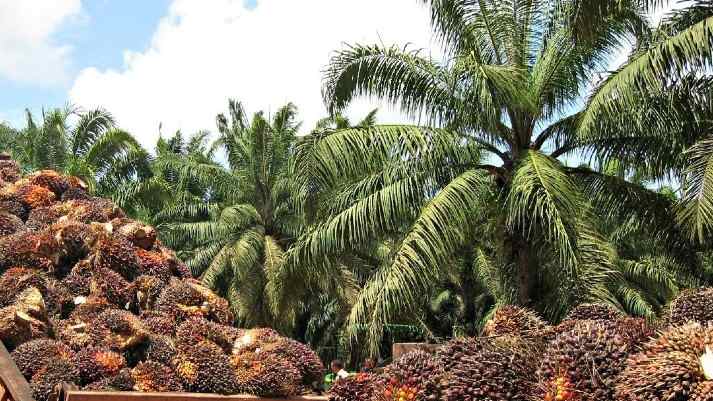 ¿Cuáles son los desafíos de la palmicultura colombiana? 2 Palma Africana 2 |